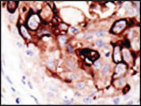 Anti-SENP2 (C-term) antibody produced in rabbit IgG fraction of antiserum, buffered aqueous solution