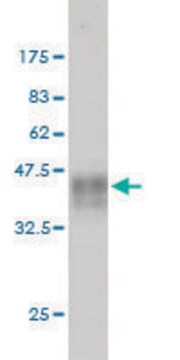 Monoclonal Anti-NF1 antibody produced in mouse clone 2D1, purified immunoglobulin, buffered aqueous solution