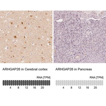 Anti-ARHGAP26 antibody produced in rabbit Prestige Antibodies&#174; Powered by Atlas Antibodies, affinity isolated antibody, buffered aqueous glycerol solution