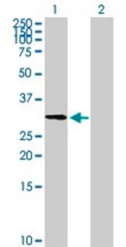 Anti-ZNF511 antibody produced in mouse purified immunoglobulin, buffered aqueous solution