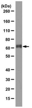 Anti-G-Protein-gekoppelter-Rezeptor-56(GPR56)-Antikörper, Klon&nbsp;H11 clone H11, from mouse