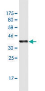 Monoclonal Anti-PTPRN antibody produced in mouse clone 8E3, purified immunoglobulin, buffered aqueous solution