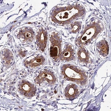 Anti-ABCC10 antibody produced in rabbit Prestige Antibodies&#174; Powered by Atlas Antibodies, affinity isolated antibody, buffered aqueous glycerol solution