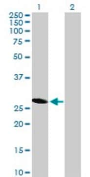 Anti-HES6 antibody produced in mouse purified immunoglobulin, buffered aqueous solution