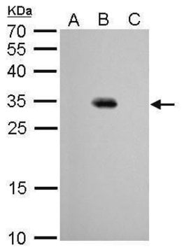 Monoclonal Anti-GFP antibody produced in mouse clone GT7312, affinity isolated antibody