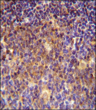 ANTI-MUTED (CENTER) antibody produced in rabbit IgG fraction of antiserum, buffered aqueous solution