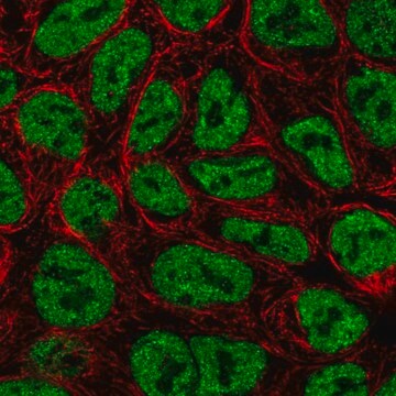 Anti-ZNF709 antibody produced in rabbit Prestige Antibodies&#174; Powered by Atlas Antibodies, affinity isolated antibody