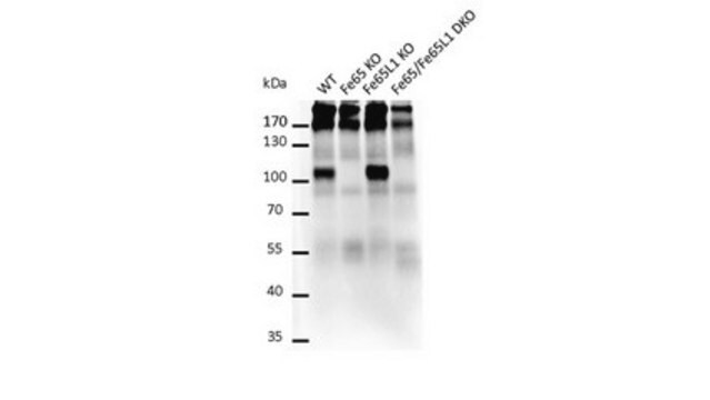 Anti-FE65 Antibody, clone 3H6 clone 3H6, from mouse