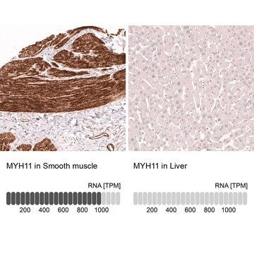 Monoclonal Anti-Myh11 Antibody Produced In Mouse Prestige Antibodies&#174; Powered by Atlas Antibodies, clone CL14617, affinity isolated antibody, buffered aqueous glycerol solution