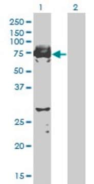 Monoclonal Anti-C9orf96 antibody produced in mouse clone 2B5, purified immunoglobulin, buffered aqueous solution