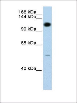 Anti-PUM2 antibody produced in rabbit IgG fraction of antiserum