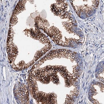 Anti-MED13L antibody produced in rabbit Prestige Antibodies&#174; Powered by Atlas Antibodies, affinity isolated antibody, buffered aqueous glycerol solution