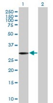 Anti-SLC22A24 antibody produced in mouse purified immunoglobulin, buffered aqueous solution