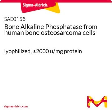 Bone Alkaline Phosphatase from human bone osteosarcoma cells lyophilized, &#8805;2000 u/mg protein