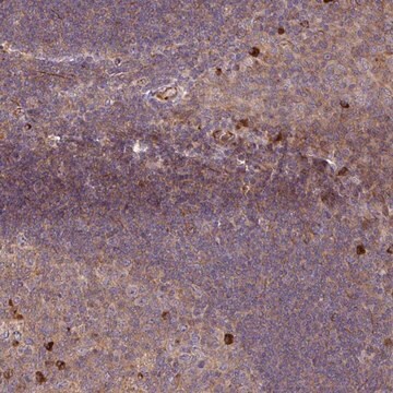 Anti-ZNF266 antibody produced in rabbit Prestige Antibodies&#174; Powered by Atlas Antibodies, affinity isolated antibody, buffered aqueous glycerol solution