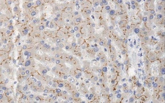 Anti-MRP2 Antibody, clone 4C9.2 clone 4C9.2, from mouse