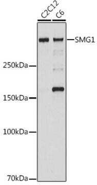 Anti-SMG1 Antibody, clone 5N10C7, Rabbit Monoclonal