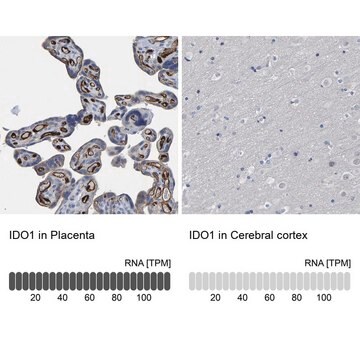 Anti-IDO1 antibody produced in rabbit Prestige Antibodies&#174; Powered by Atlas Antibodies, affinity isolated antibody, buffered aqueous glycerol solution