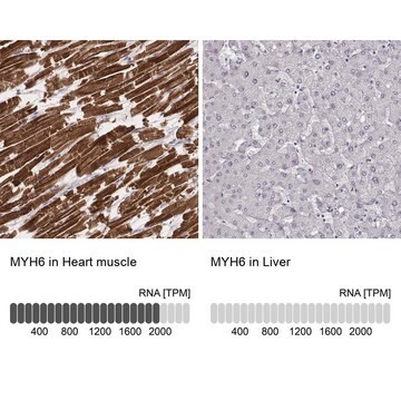 Monoclonal Anti-MYH6 antibody produced in mouse Prestige Antibodies&#174; Powered by Atlas Antibodies, clone CL2148, purified immunoglobulin, buffered aqueous glycerol solution