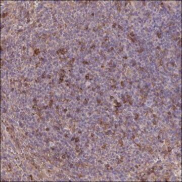 Anti-CXCL13 antibody produced in rabbit Prestige Antibodies&#174; Powered by Atlas Antibodies, affinity isolated antibody, buffered aqueous glycerol solution