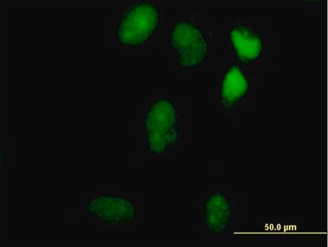 Anti-LIN9 antibody produced in mouse purified immunoglobulin, buffered aqueous solution