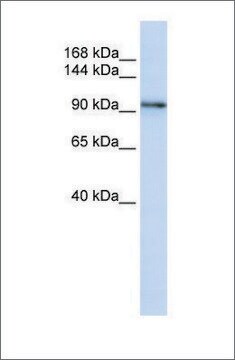 Anti-PCDH1 antibody produced in rabbit affinity isolated antibody