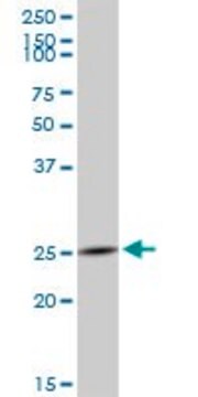 Anti-GZMH antibody produced in mouse purified immunoglobulin, buffered aqueous solution