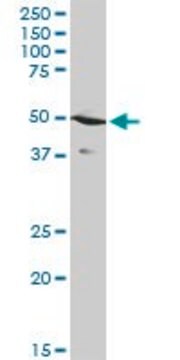 Anti-STAC antibody produced in rabbit purified immunoglobulin, buffered aqueous solution