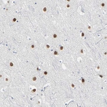 Anti-ZIC1 antibody produced in rabbit affinity isolated antibody, buffered aqueous glycerol solution