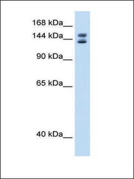 Anti-MyBBP1A antibody produced in rabbit affinity isolated antibody