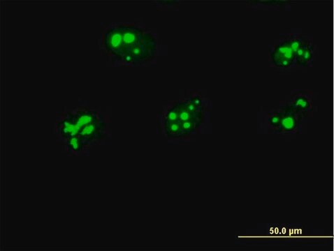 Anti-GNL3 antibody produced in mouse purified immunoglobulin, buffered aqueous solution