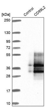 Anti-CD99L2 antibody produced in rabbit Prestige Antibodies&#174; Powered by Atlas Antibodies, affinity isolated antibody, buffered aqueous glycerol solution