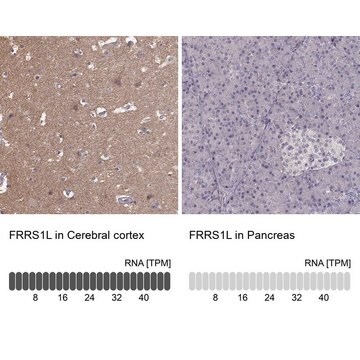 Anti-FRRS1L antibody produced in rabbit Prestige Antibodies&#174; Powered by Atlas Antibodies, affinity isolated antibody