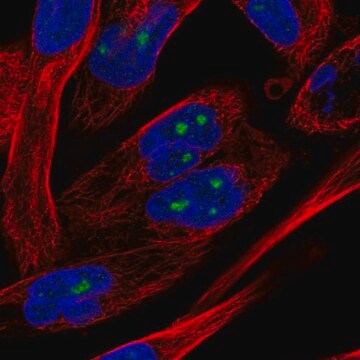 Anti-NOL10 antibody produced in rabbit Prestige Antibodies&#174; Powered by Atlas Antibodies, affinity isolated antibody