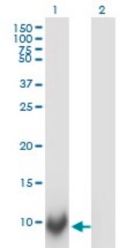 Monoclonal Anti-POLR2J antibody produced in mouse clone 1A10, purified immunoglobulin, buffered aqueous solution