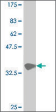 Monoclonal Anti-HES5 antibody produced in mouse clone 3C5, purified immunoglobulin, buffered aqueous solution