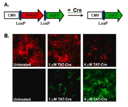 TAT-CRE 重组酶 TAT-CRE Recombinase is a recombinant cell-permeant fusion cre-recombinase protein consisting of TAT sequence, a nuclear localization sequence (NLS) and it is known to catalyze the site specific recombination event between two loxP DNA sites.