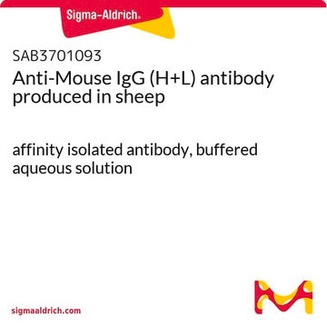 Anti-Mouse IgG (H+L) antibody produced in sheep affinity isolated antibody, buffered aqueous solution