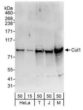 Rabbit anti-Cul1 Antibody, Affinity Purified Powered by Bethyl Laboratories, Inc.