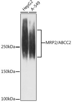 Anti-MRP2/ABCC2 Antibody, clone 6L3Z6, Rabbit Monoclonal