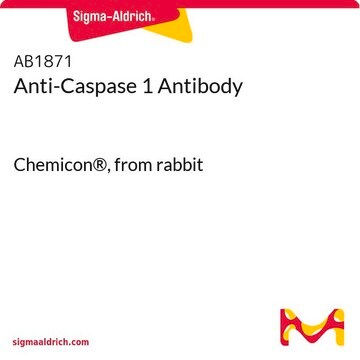 Anticuerpo anti-caspasa 1 Chemicon&#174;, from rabbit