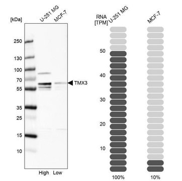 Anti-TMX3 antibody produced in rabbit Prestige Antibodies&#174; Powered by Atlas Antibodies, affinity isolated antibody, buffered aqueous glycerol solution