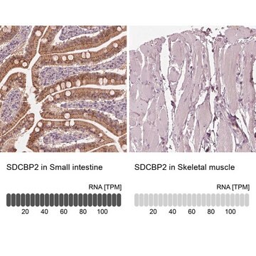 Anti-SDCBP2 Prestige Antibodies&#174; Powered by Atlas Antibodies, affinity isolated antibody