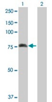 Anti-ALOX15 antibody produced in rabbit purified immunoglobulin, buffered aqueous solution