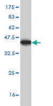 Monoclonal Anti-GTF3C3 antibody produced in mouse clone 2D8, purified immunoglobulin, buffered aqueous solution