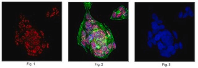 Anti-Nur77 Antibody from rabbit, purified by affinity chromatography