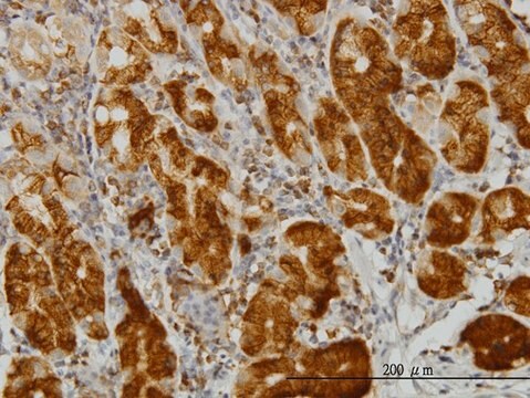 Monoclonal Anti-ENO3 antibody produced in mouse clone 5D1, purified immunoglobulin, buffered aqueous solution