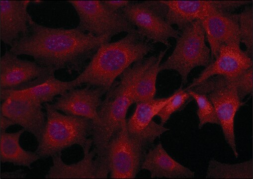 Anti-DOCK1 (C-terminal) antibody produced in rabbit ~1.5&#160;mg/mL, affinity isolated antibody, buffered aqueous solution