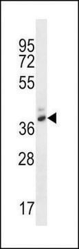 ANTI-PGA4(C-TERMINAL) antibody produced in rabbit affinity isolated antibody, buffered aqueous solution