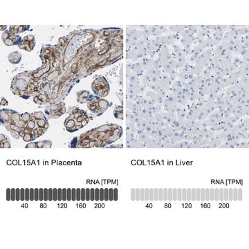 Anti-COL15A1 antibody produced in rabbit Prestige Antibodies&#174; Powered by Atlas Antibodies, affinity isolated antibody, buffered aqueous glycerol solution